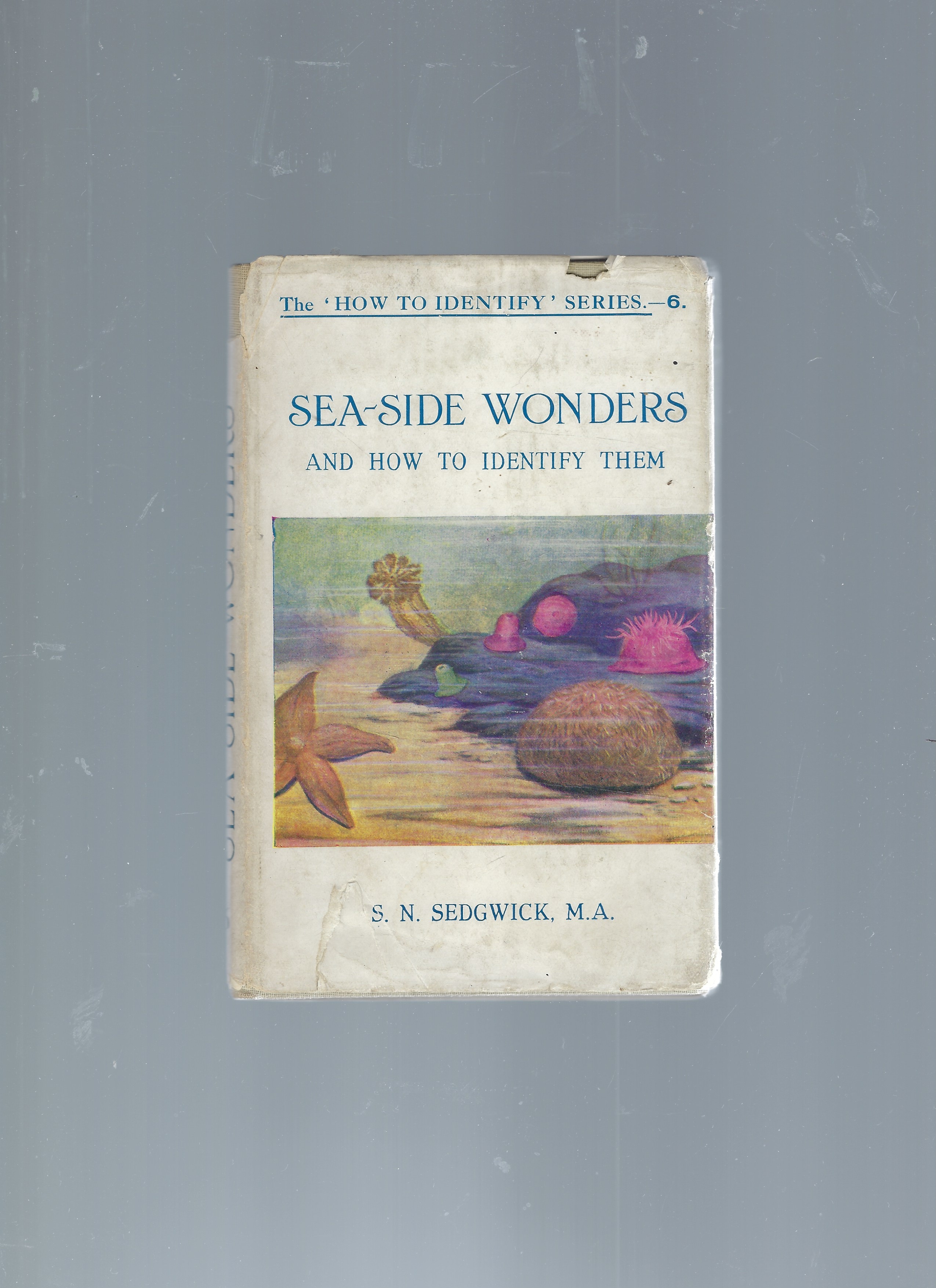 Image for Sea-Side Wonders and How to Identify Them Sea-Side Wonders and How to Identify Them